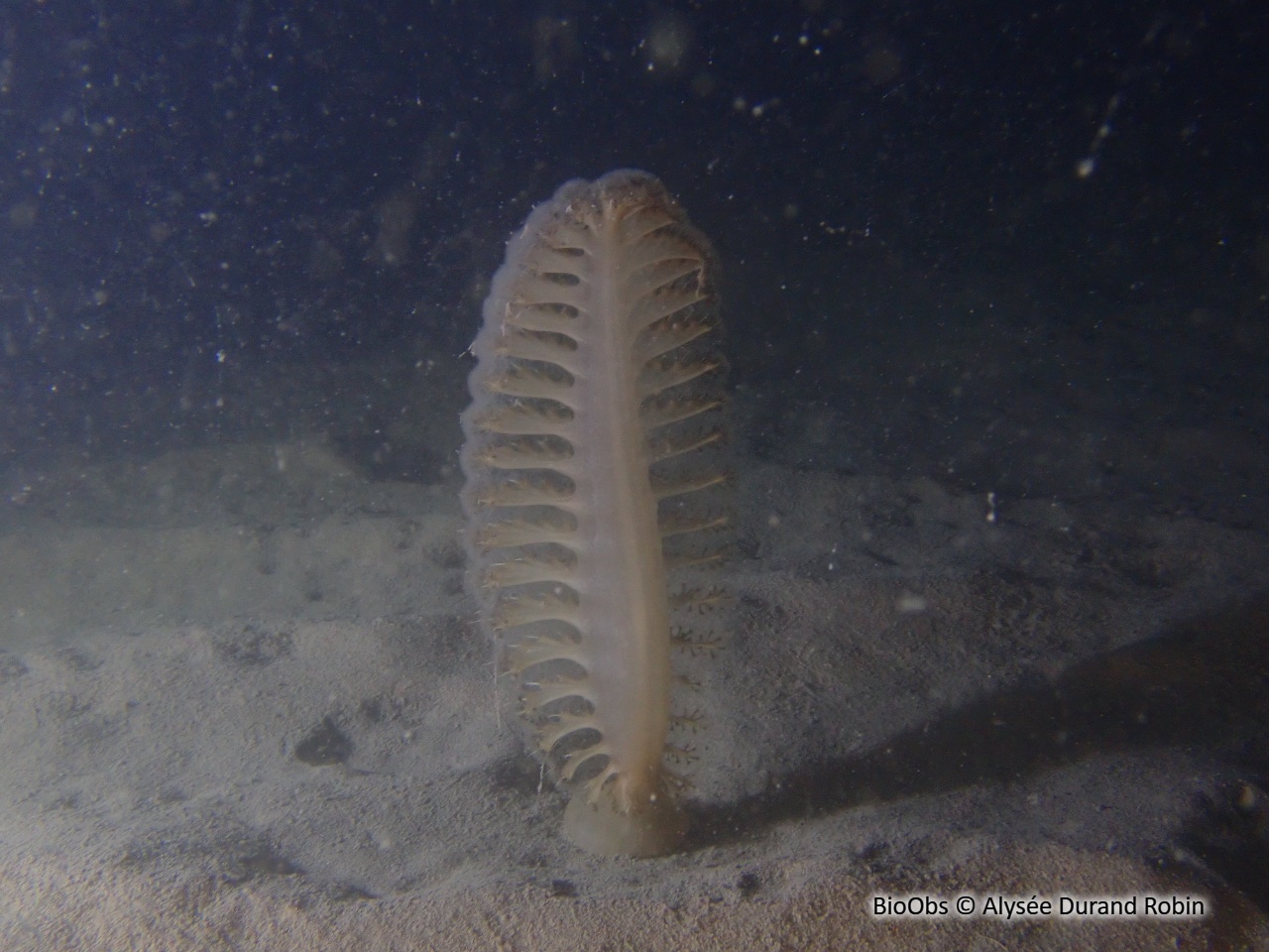 Pennatule grise - Pteroeides griseum - Alysée Durand Robin - BioObs