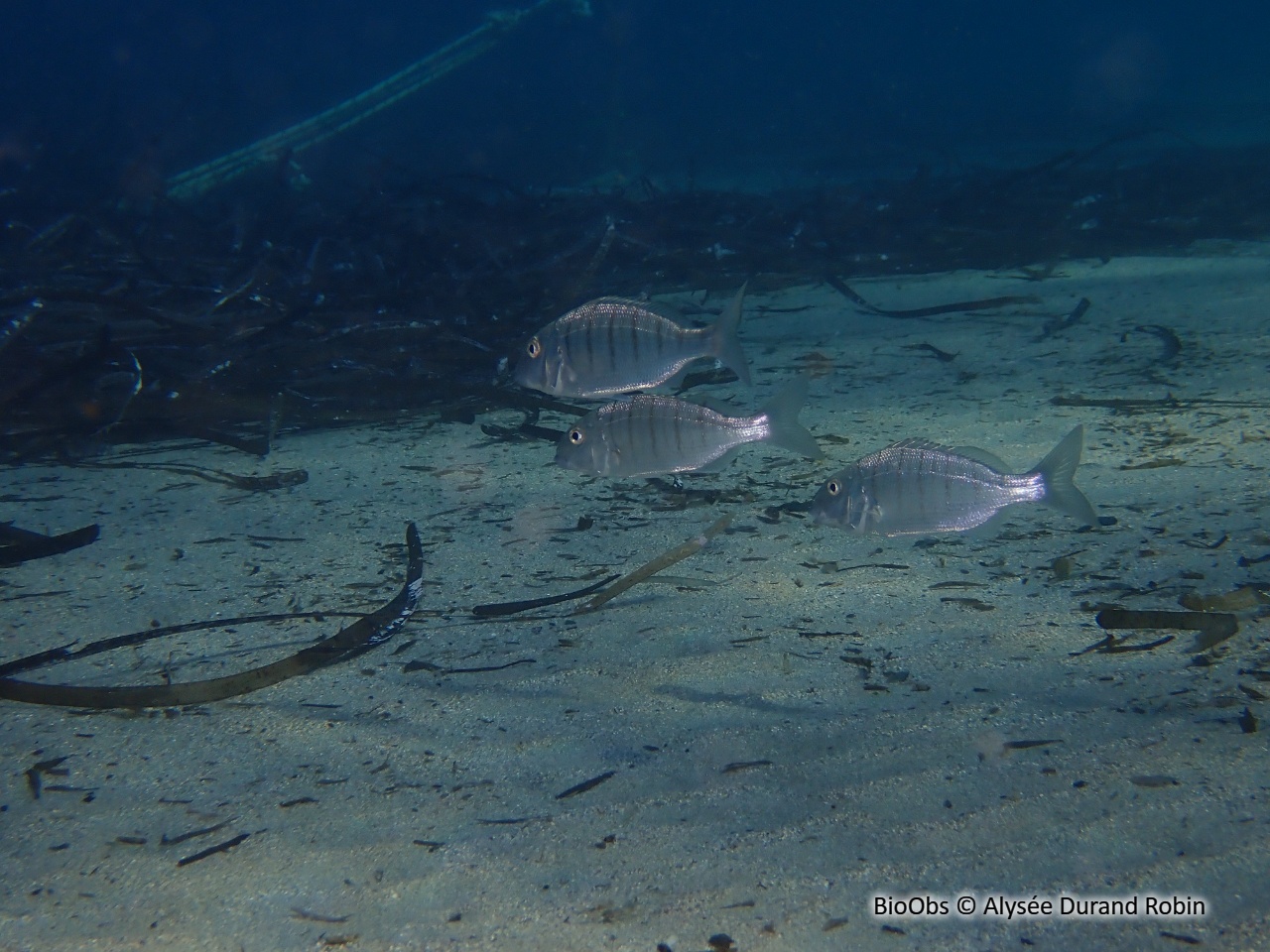 Marbré - Lithognathus mormyrus - Alysée Durand Robin - BioObs