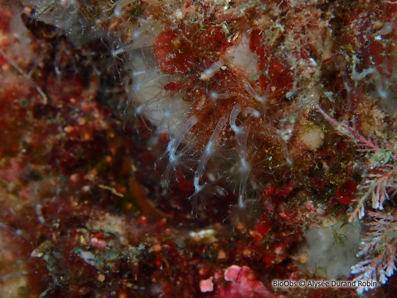 Corail corne d'abondance - Cornularia cornucopiae - Alysée Durand Robin - BioObs