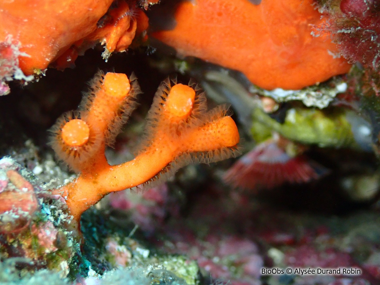 Faux corail - Myriapora truncata - Alysée Durand Robin - BioObs