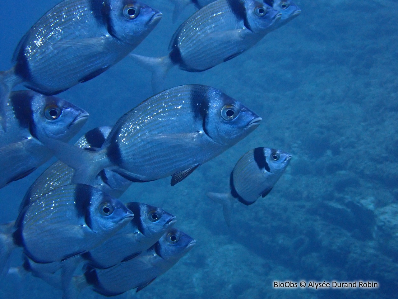 Sar à tête noire - Diplodus vulgaris - Alysée Durand Robin - BioObs