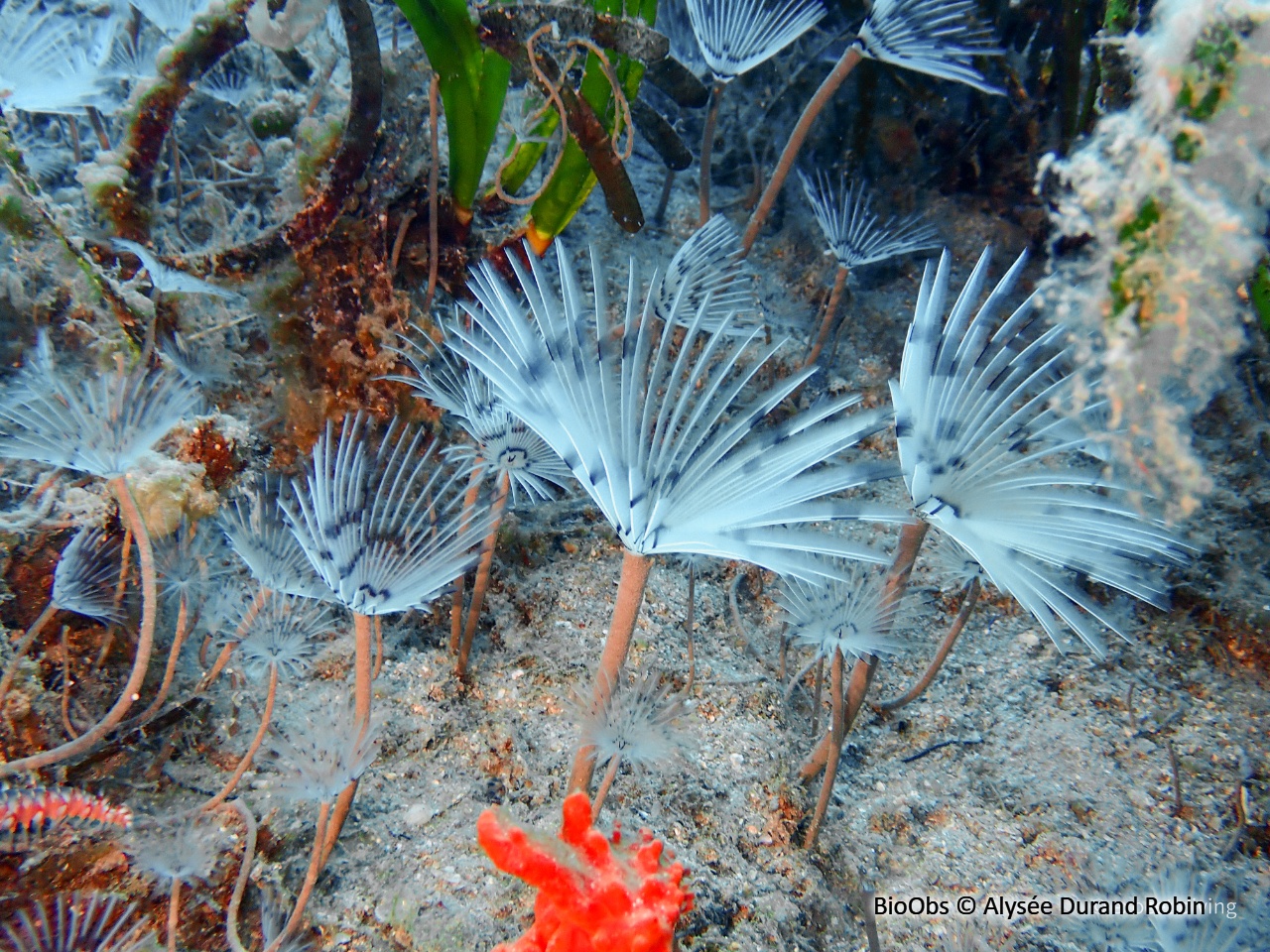 Sabelle - Sabella pavonina - Alysée Durand Robin - BioObs