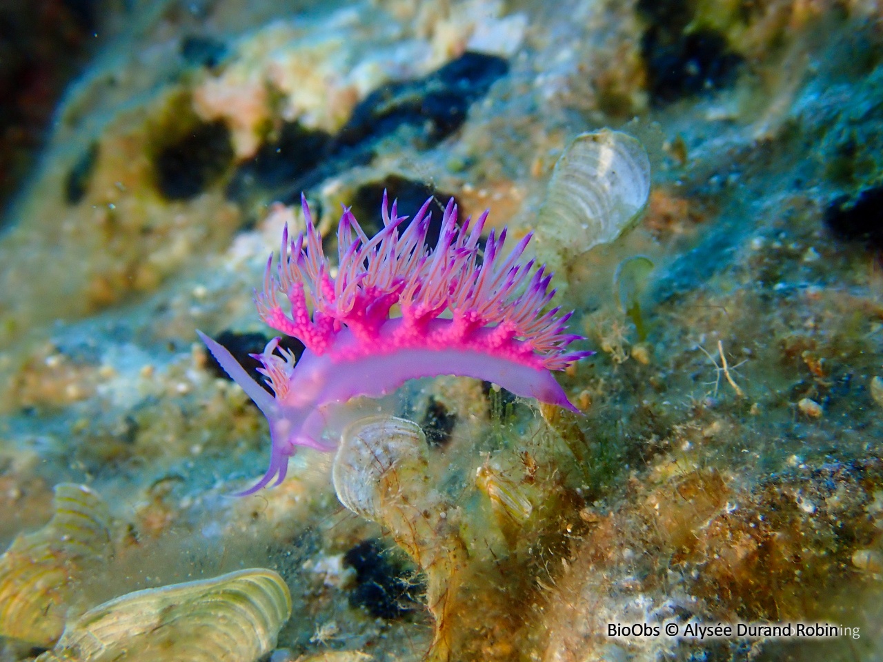 Flabelline mauve - Flabellina affinis - Alysée Durand Robin - BioObs