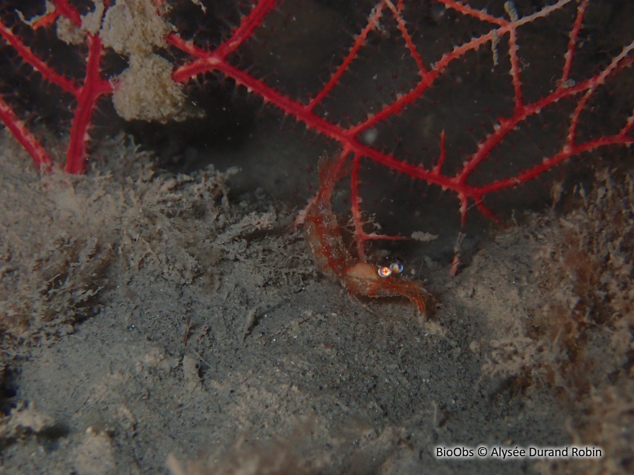 Crevette autruche à gros yeux - Processa macrophthalma - Alysée Durand Robin - BioObs