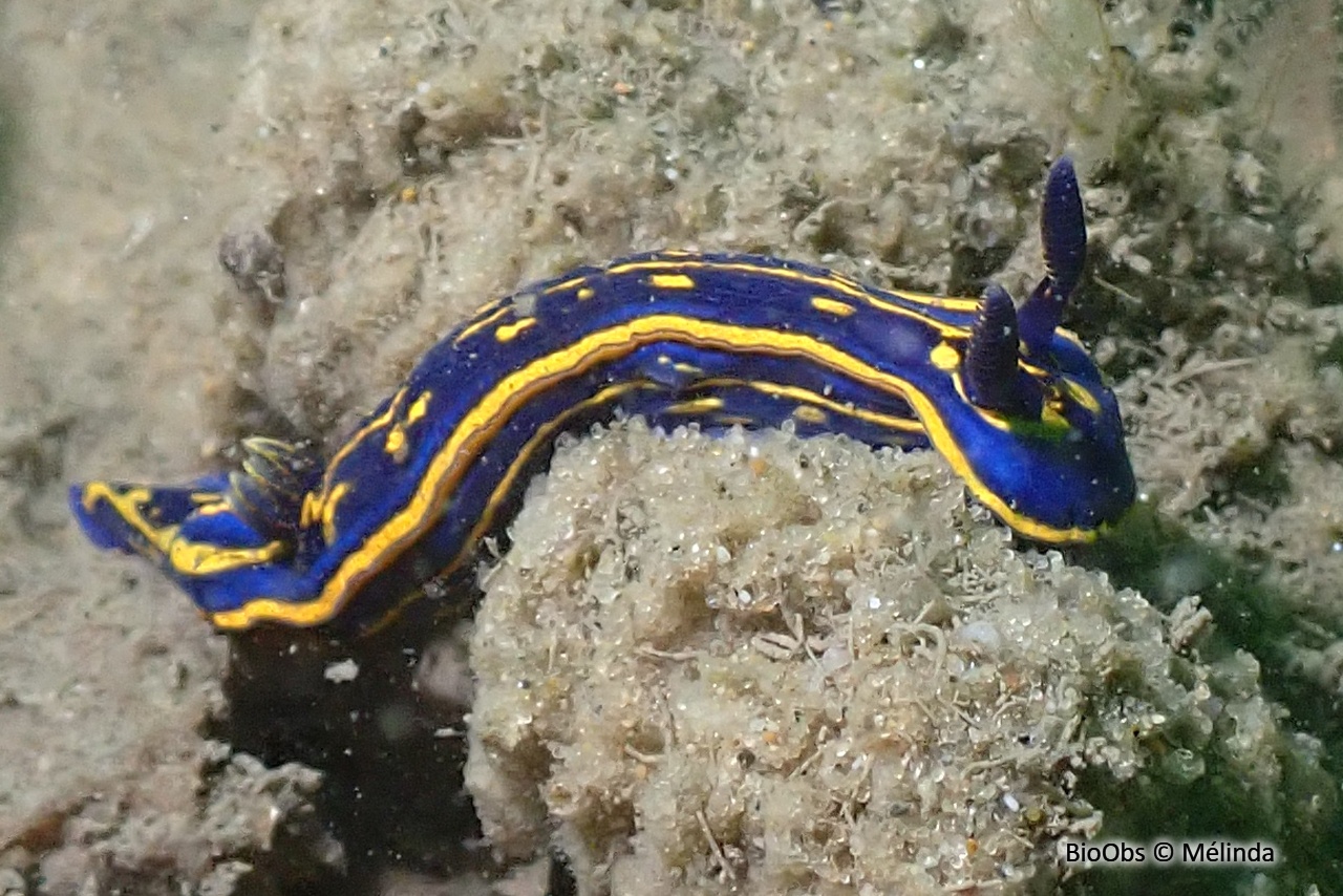 Doris cantabrique - Felimare cantabrica - Mélinda - BioObs