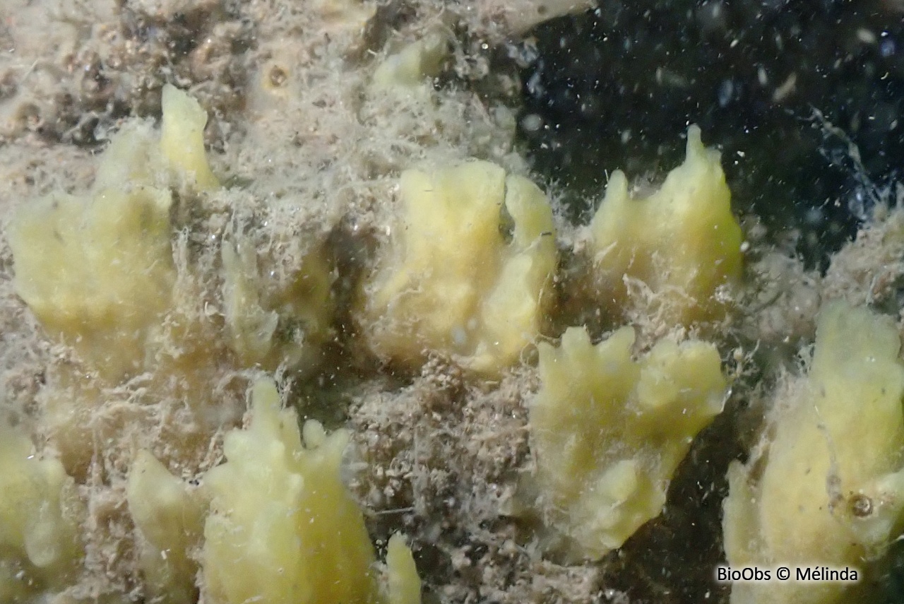 Eponge chinoise - Celtodoryx ciocalyptoides - Mélinda - BioObs