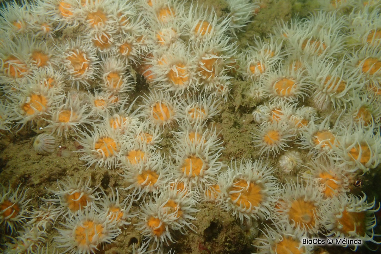 Anémone marguerite - Actinothoe sphyrodeta - Mélinda - BioObs
