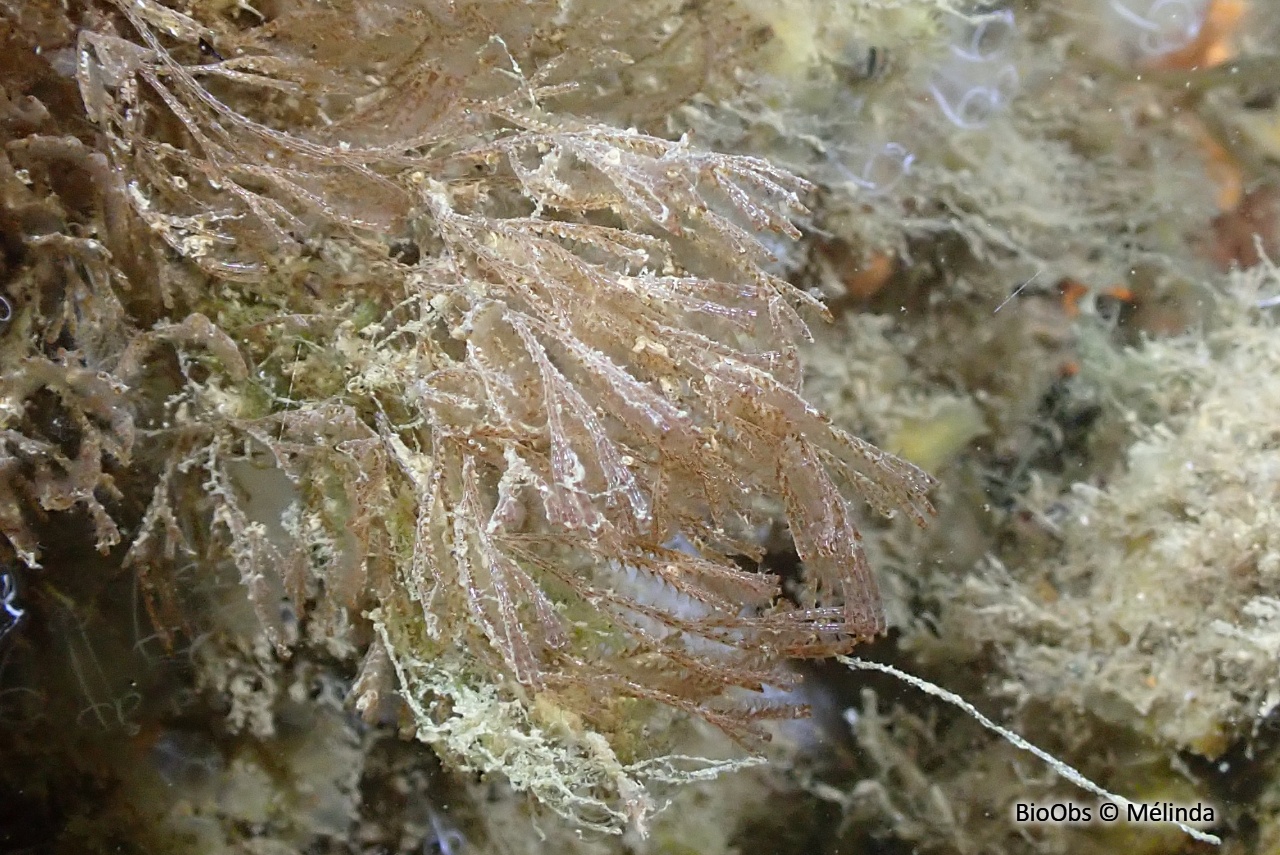 Scrupocellaria d'Europe - Scrupocellaria sp. - Mélinda - BioObs