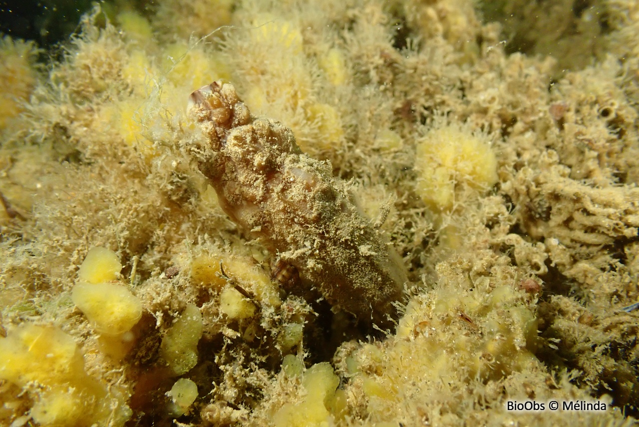 Ascidie japonaise - Styela clava - Mélinda - BioObs