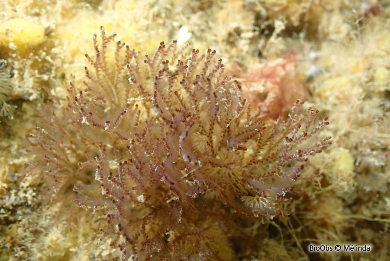 Bugule brune - Bugula neritina - Mélinda - BioObs