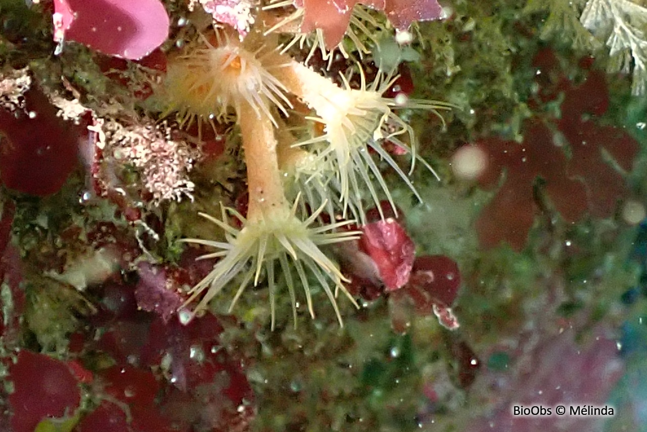 Anémone encroûtante blanche - Parazoanthus anguicomus - Mélinda - BioObs