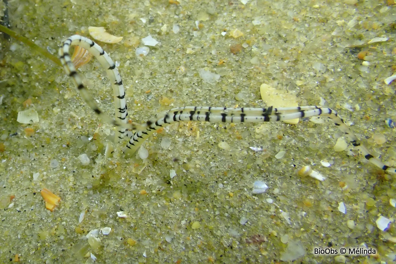 Chétoptère-bélier - Mesochaetopterus rogeri - Mélinda - BioObs