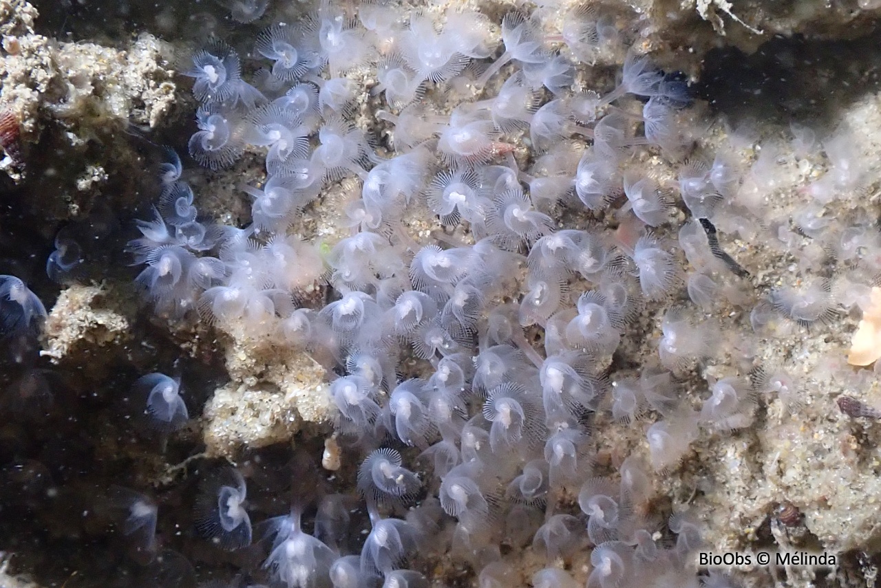 Petit phoronidien - Phoronis hippocrepia - Mélinda - BioObs