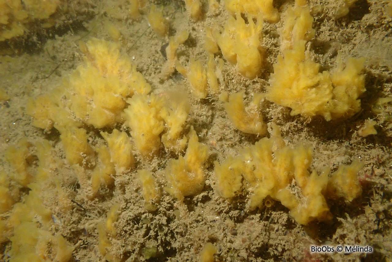 Eponge chinoise - Celtodoryx ciocalyptoides - Mélinda - BioObs