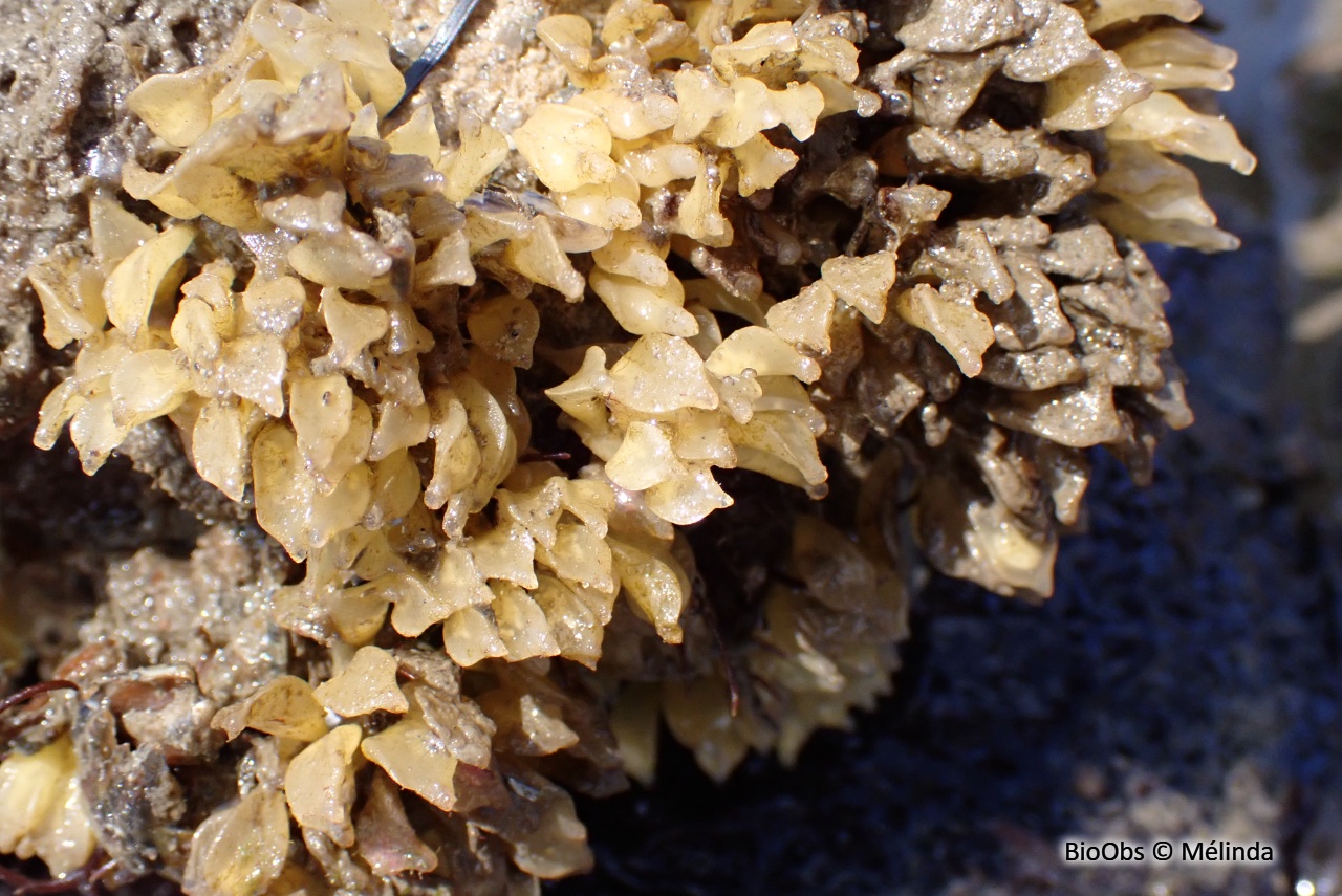 Cormaillot ponte - Ocenebra - Mélinda - BioObs