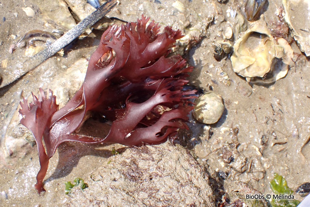 Gracilaire en lanières - Gracilaria multipartita - Mélinda - BioObs