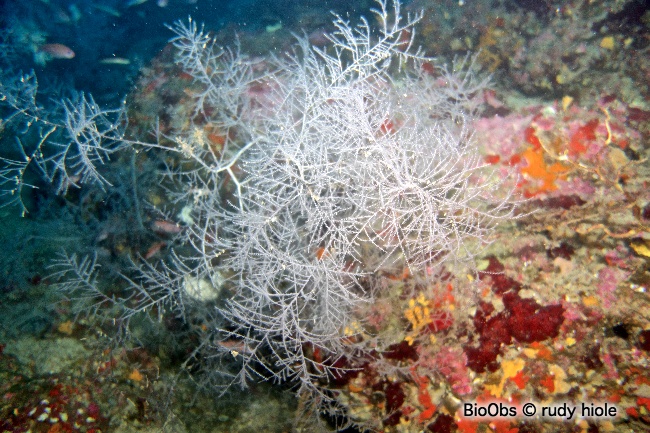Corail noir de Méditerranée - Antipathella subpinnata - Rudy Hiole - BioObs