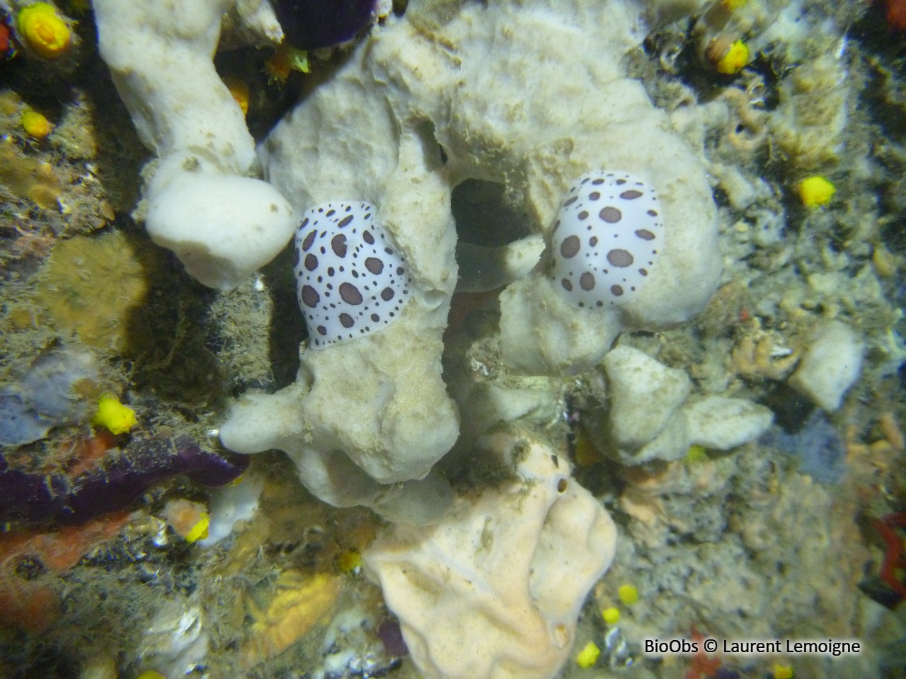 Eponge pierre - Petrosia (Petrosia) ficiformis - Laurent Lemoigne - BioObs