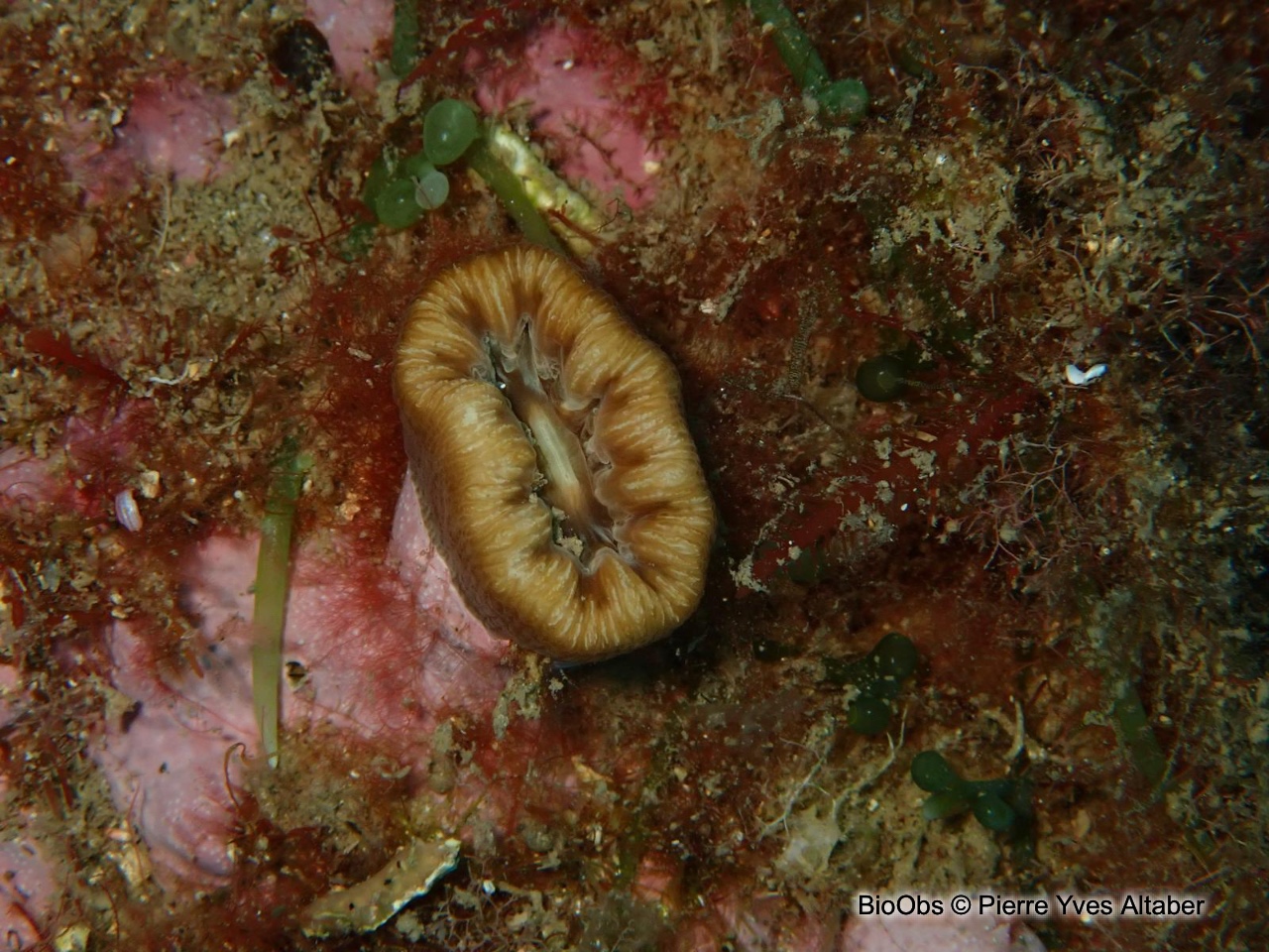 Dent de cochon - Balanophyllia (Balanophyllia) europaea - Pierre Yves Altaber - BioObs