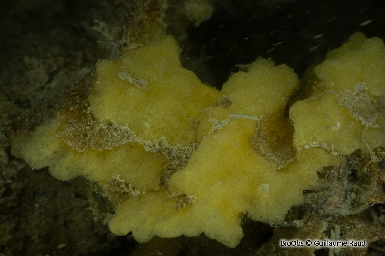 Eponge chinoise - Celtodoryx ciocalyptoides - Guillaume Raud - BioObs