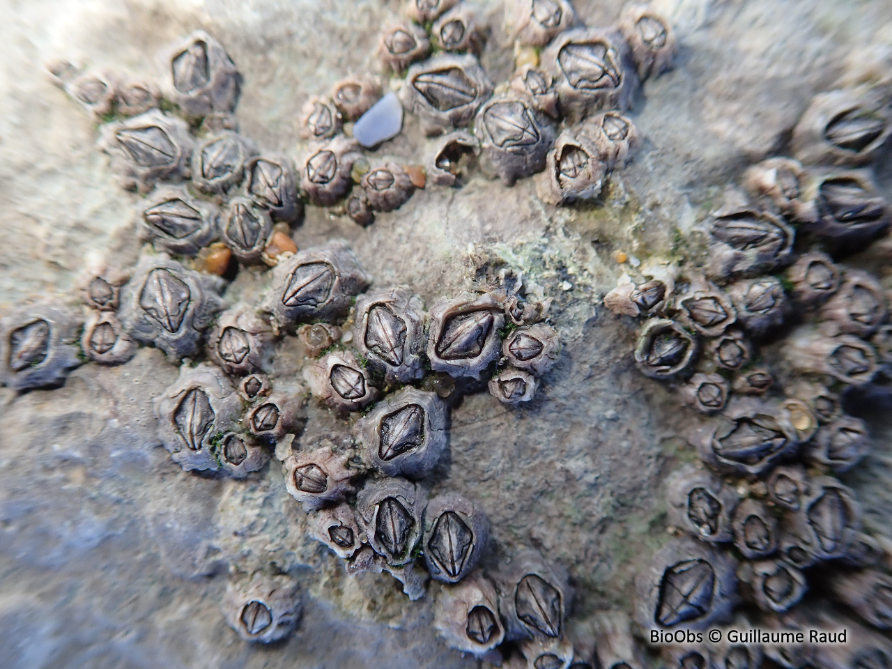 Chthamale cerf-volant - Chthamalus montagui - Guillaume Raud - BioObs