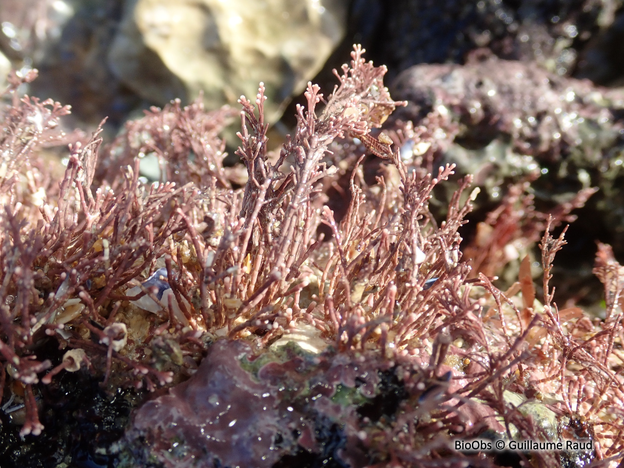Coralline - Corallina officinalis - Guillaume Raud - BioObs