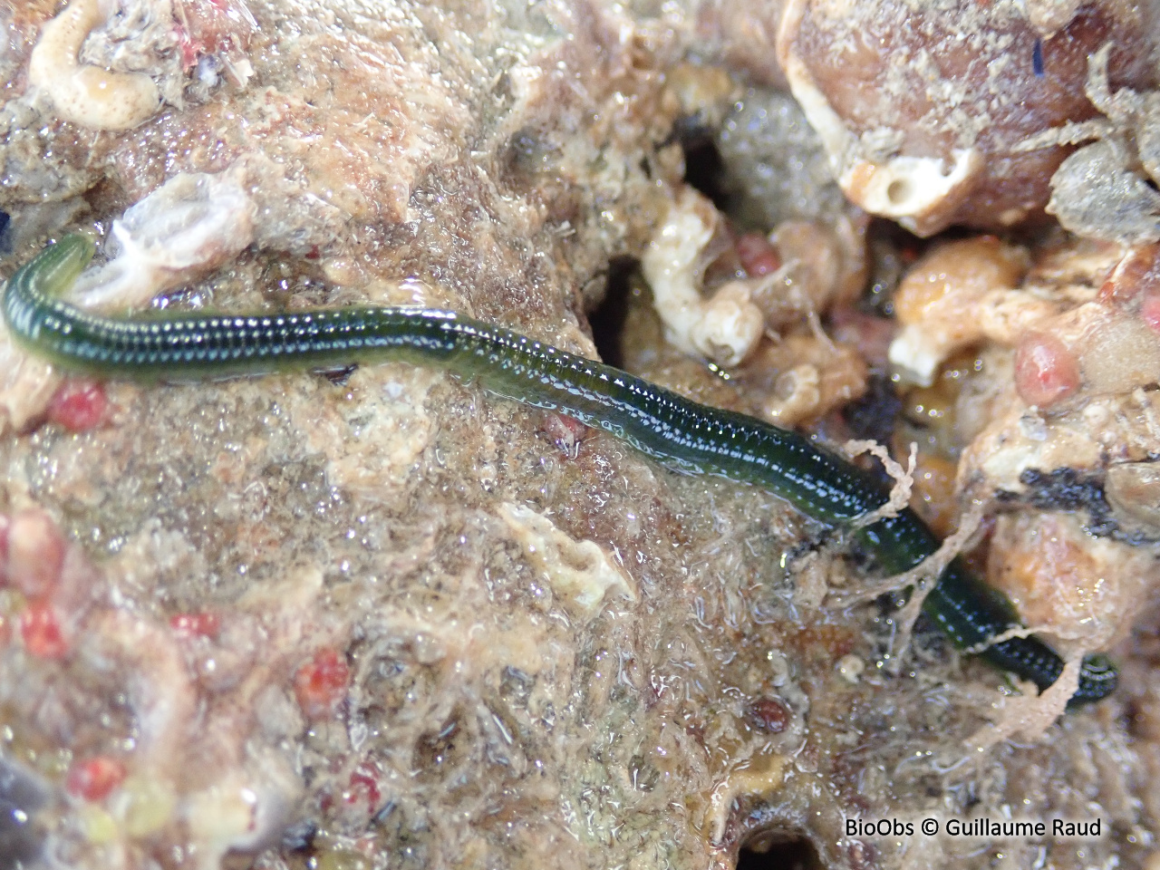 Eulalie - Eulalia clavigera - Guillaume Raud - BioObs