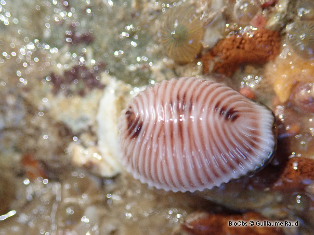 Grain de café à trois points - Trivia monacha - Guillaume Raud - BioObs