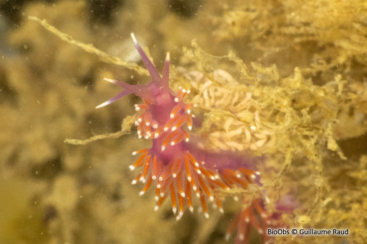 Coryphelle mauve - Edmundsella pedata - Guillaume Raud - BioObs
