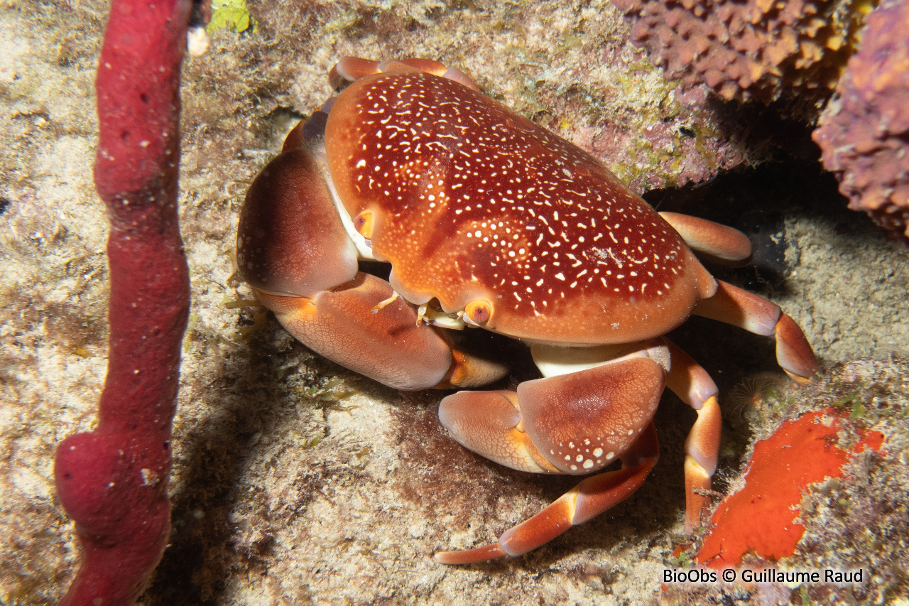 Crabe bombé Antillais - Carpilius corallinus - Guillaume Raud - BioObs