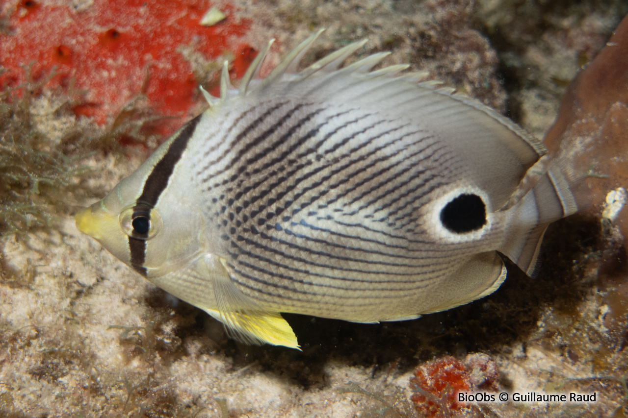 Papillon à quatre yeux - Chaetodon capistratus - Guillaume Raud - BioObs