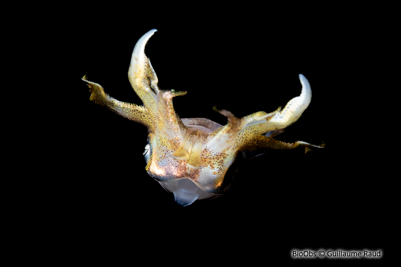 Calmar de récif des Caraïbes - Sepioteuthis sepioidea - Guillaume Raud - BioObs