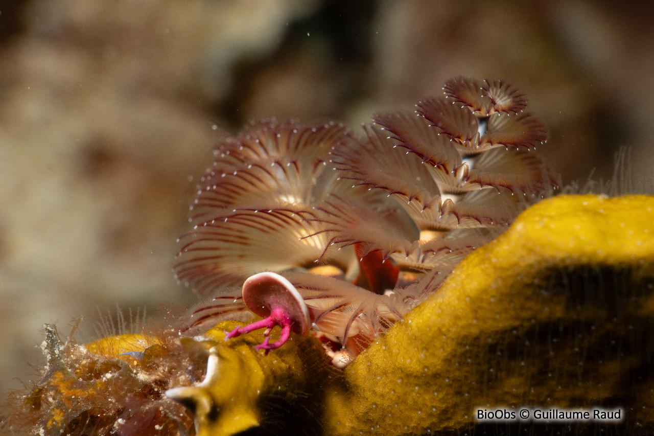Ver arbre de Noël - Spirobranchus giganteus - Guillaume Raud - BioObs