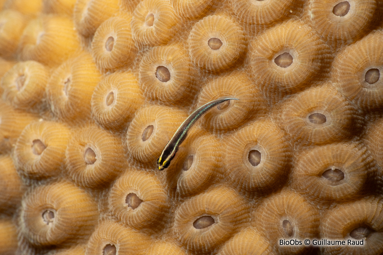 Gobie à nez de requin - Elacatinus evelynae - Guillaume Raud - BioObs