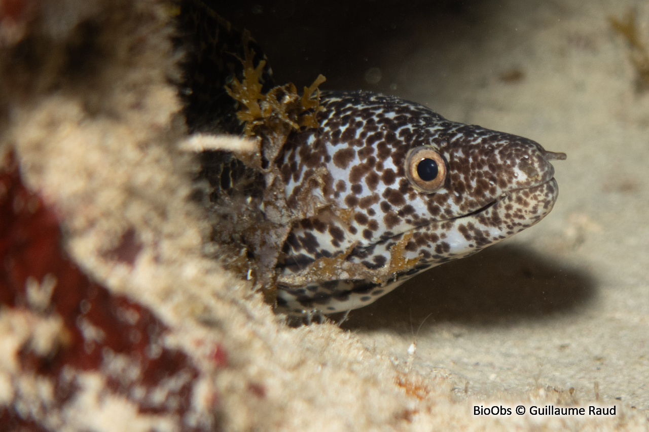 Murène tachetée - Gymnothorax moringa - Guillaume Raud - BioObs
