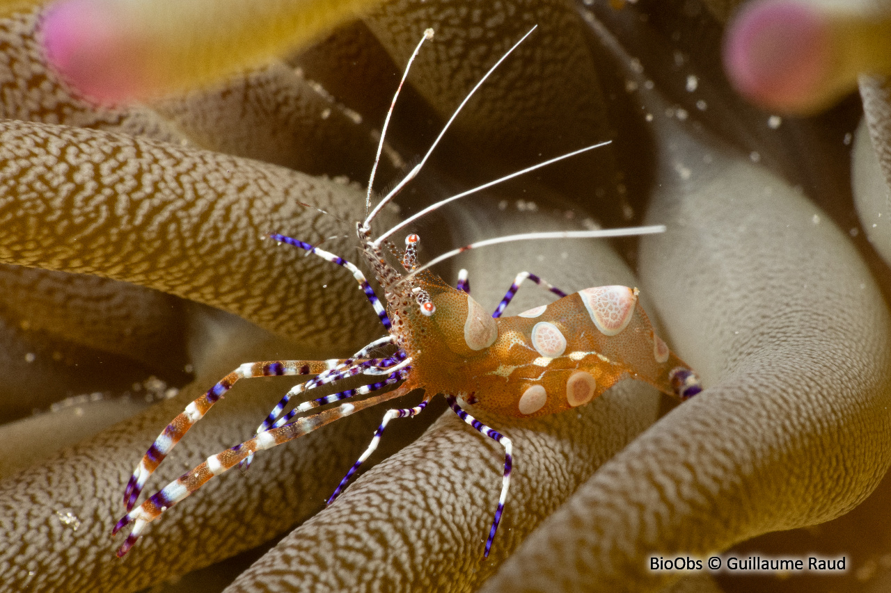 Crevette du Yucatan - Periclimenes yucatanicus - Guillaume Raud - BioObs