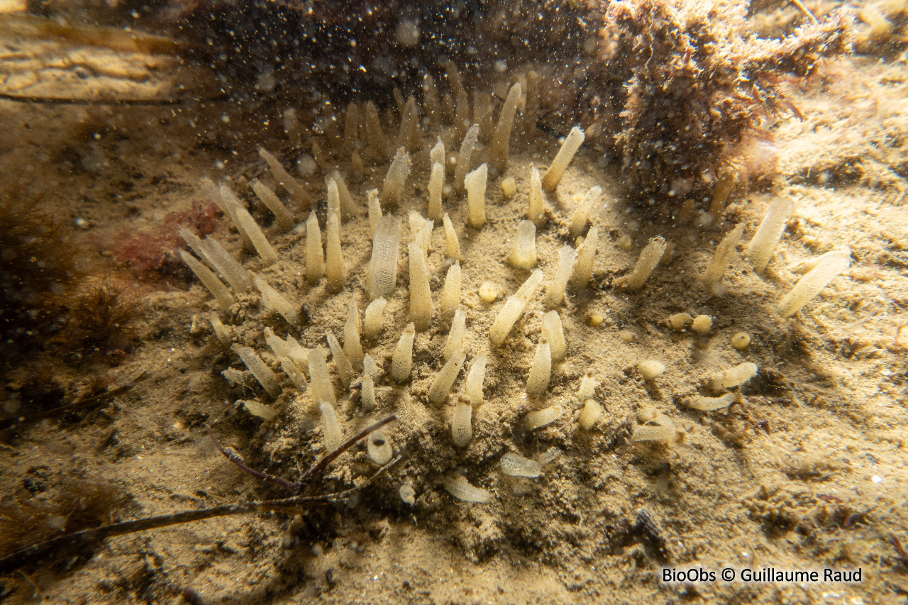 Eponge à languettes - Polymastia penicillus - Guillaume Raud - BioObs
