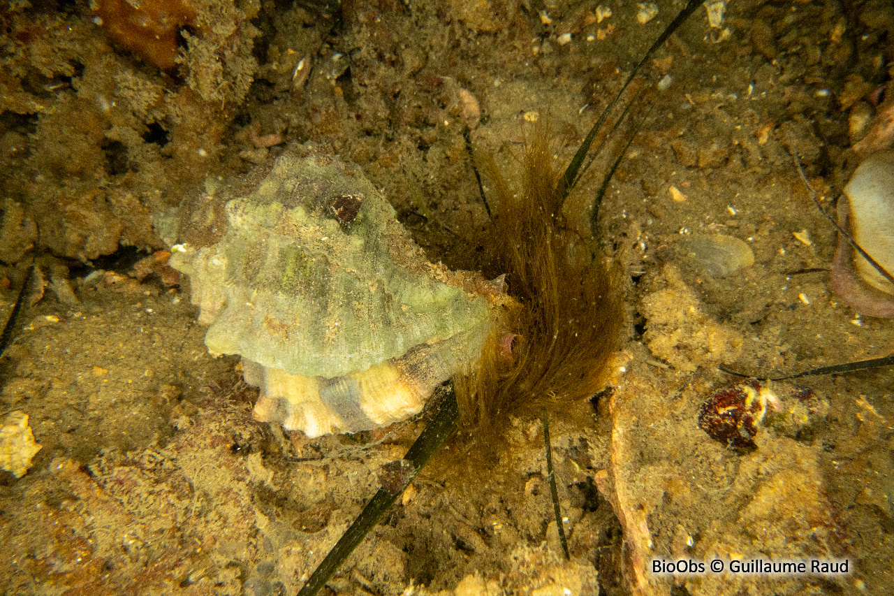 Cormaillot - Ocenebra erinaceus - Guillaume Raud - BioObs