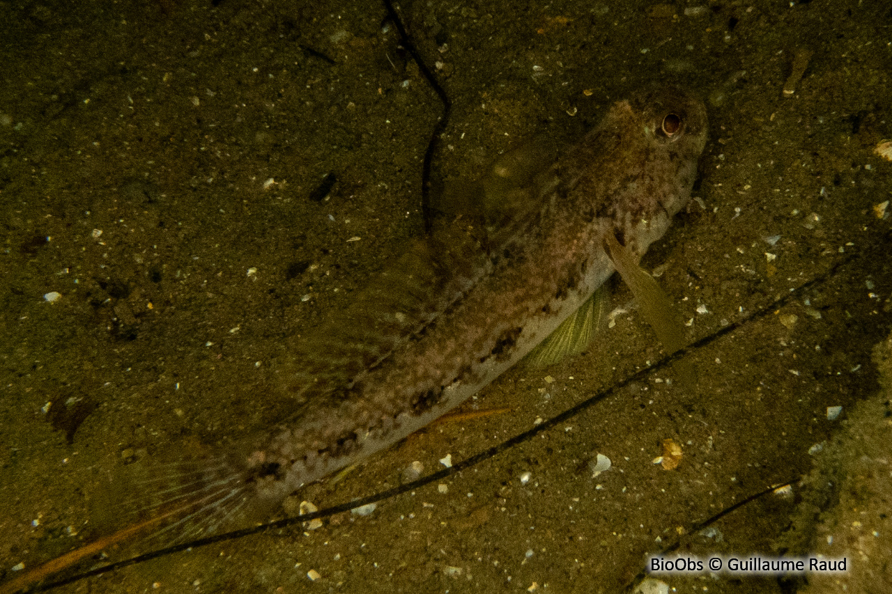 Gobie buhotte - Pomatoschistus minutus - Guillaume Raud - BioObs