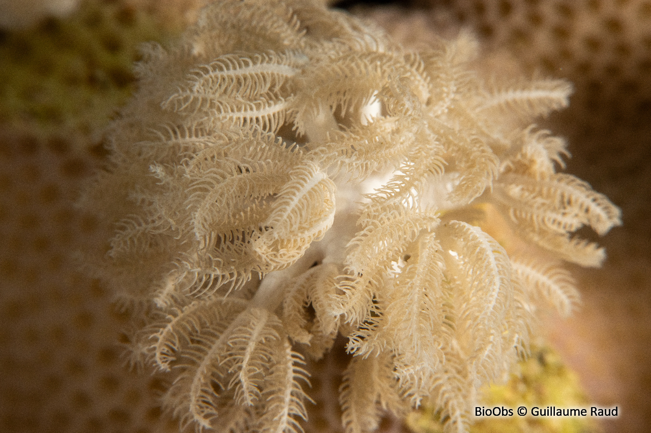 Xeniidae (famille) - Xeniidae (famille) - Guillaume Raud - BioObs