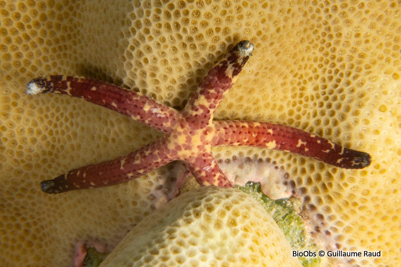Cométe de mer - Linckia multifora - Guillaume Raud - BioObs