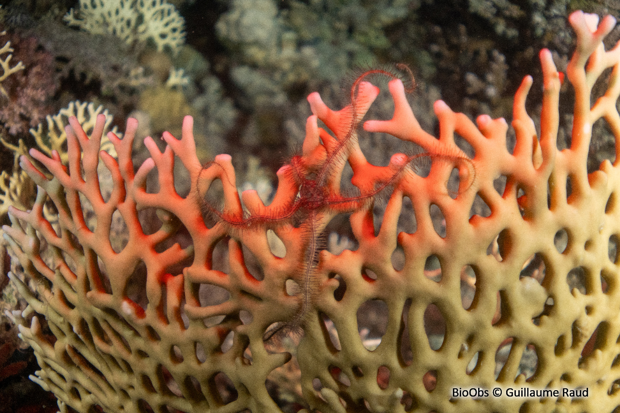 Ophiure de Savigny - Ophiothrix (Ophiothrix) savignyi - Guillaume Raud - BioObs