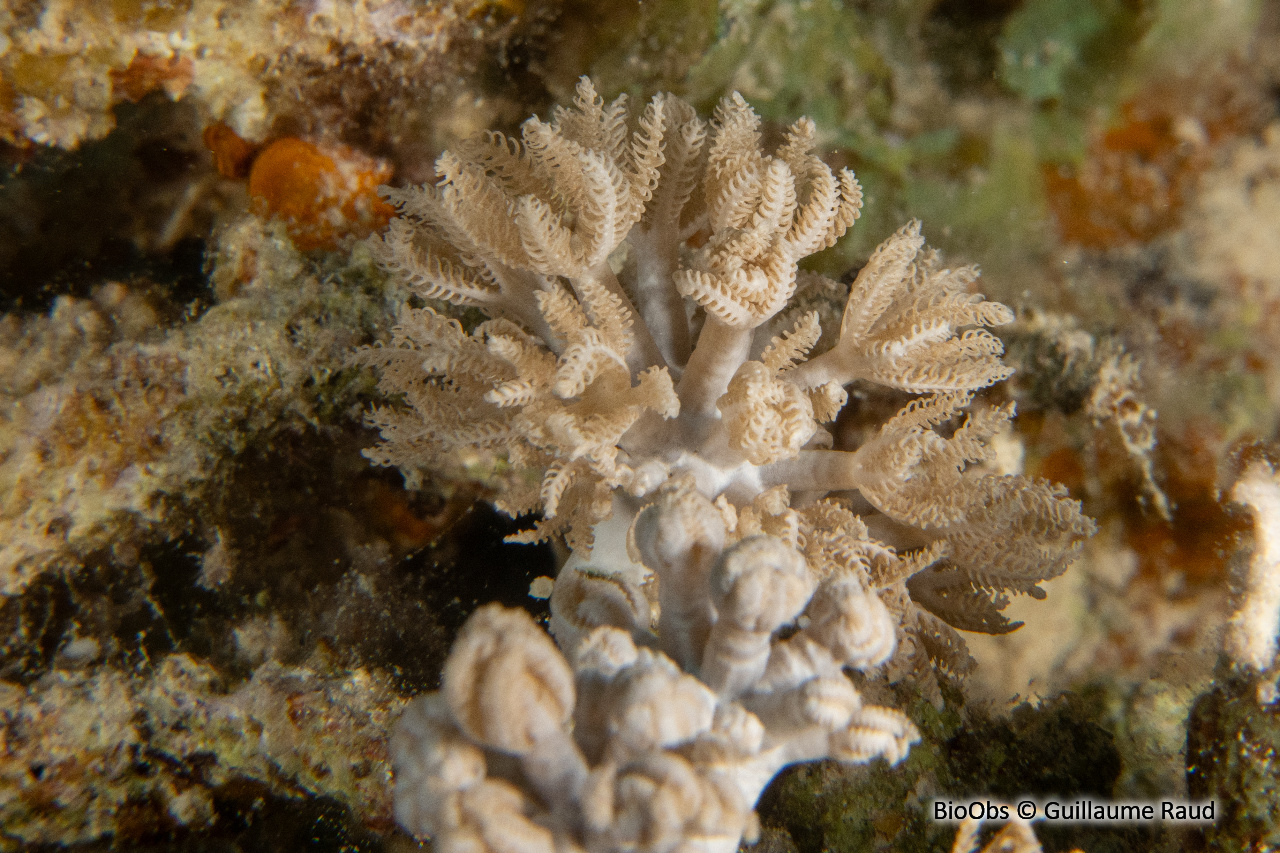 Orgue de mer - Tubipora musica - Guillaume Raud - BioObs