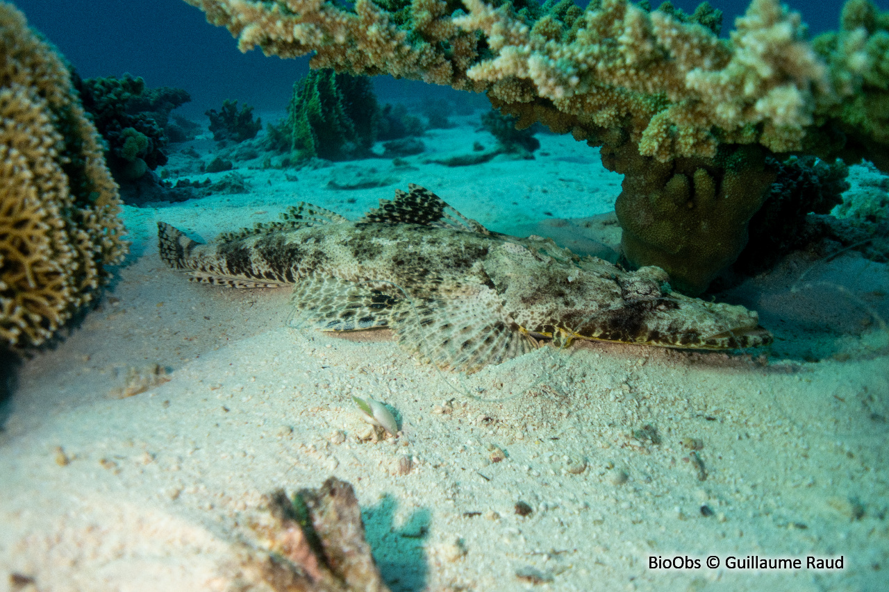 Poisson-crocodile tapis - Papilloculiceps longiceps - Guillaume Raud - BioObs