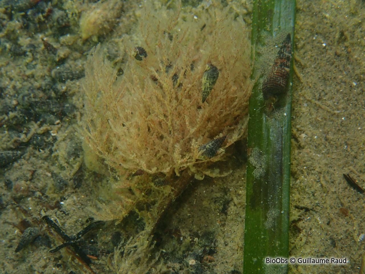Bugule à stolon - Bugulina stolonifera - Guillaume Raud - BioObs
