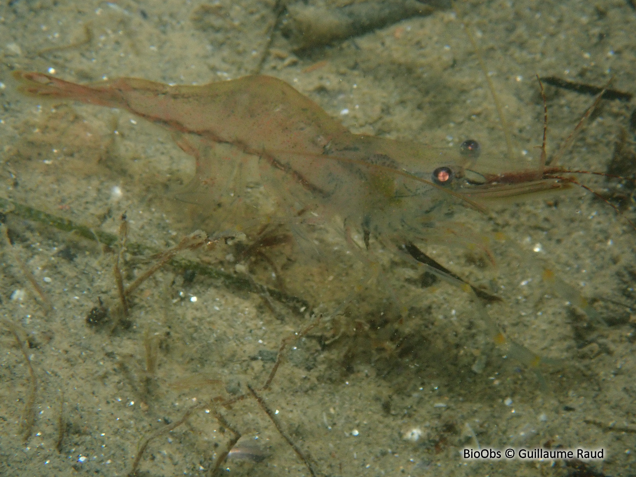Crevette grise européenne - Crangon crangon - Guillaume Raud - BioObs