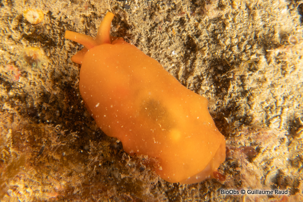 Berthelline orange - Berthellina edwardsi - Guillaume Raud - BioObs