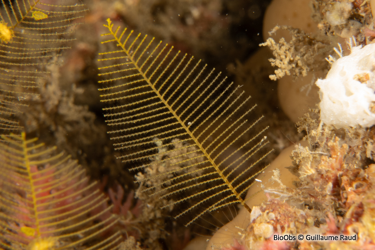 Plume d'or - Gymnangium montagui - Guillaume Raud - BioObs