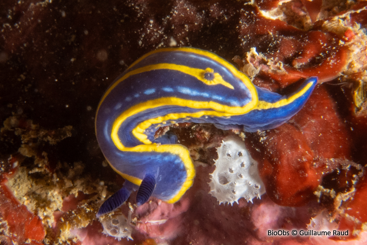 Doris tricolore - Felimare tricolor - Guillaume Raud - BioObs