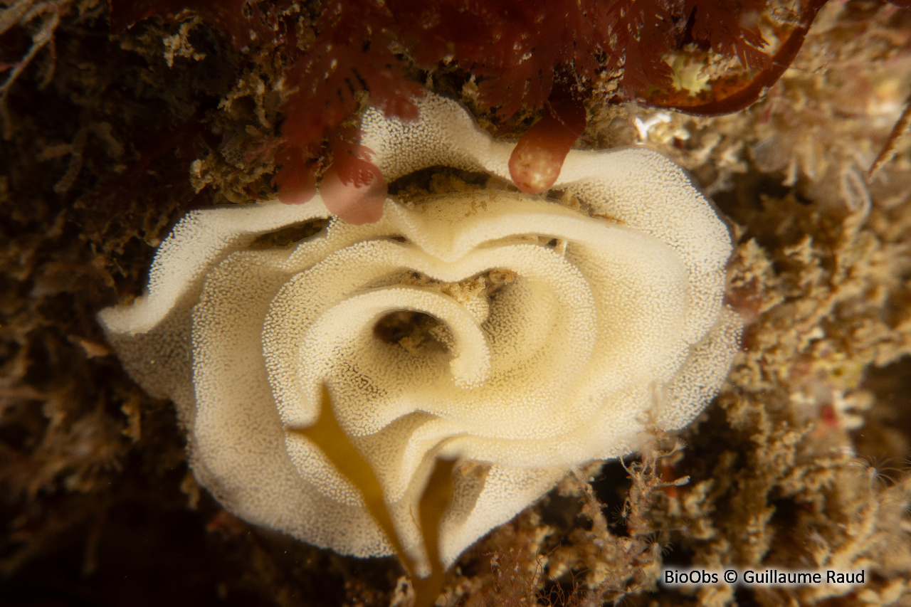 Doris dalmatien ponte - Peltodoris - Guillaume Raud - BioObs